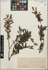 Foto von Salix glabra Scop. x Salix retusa L.